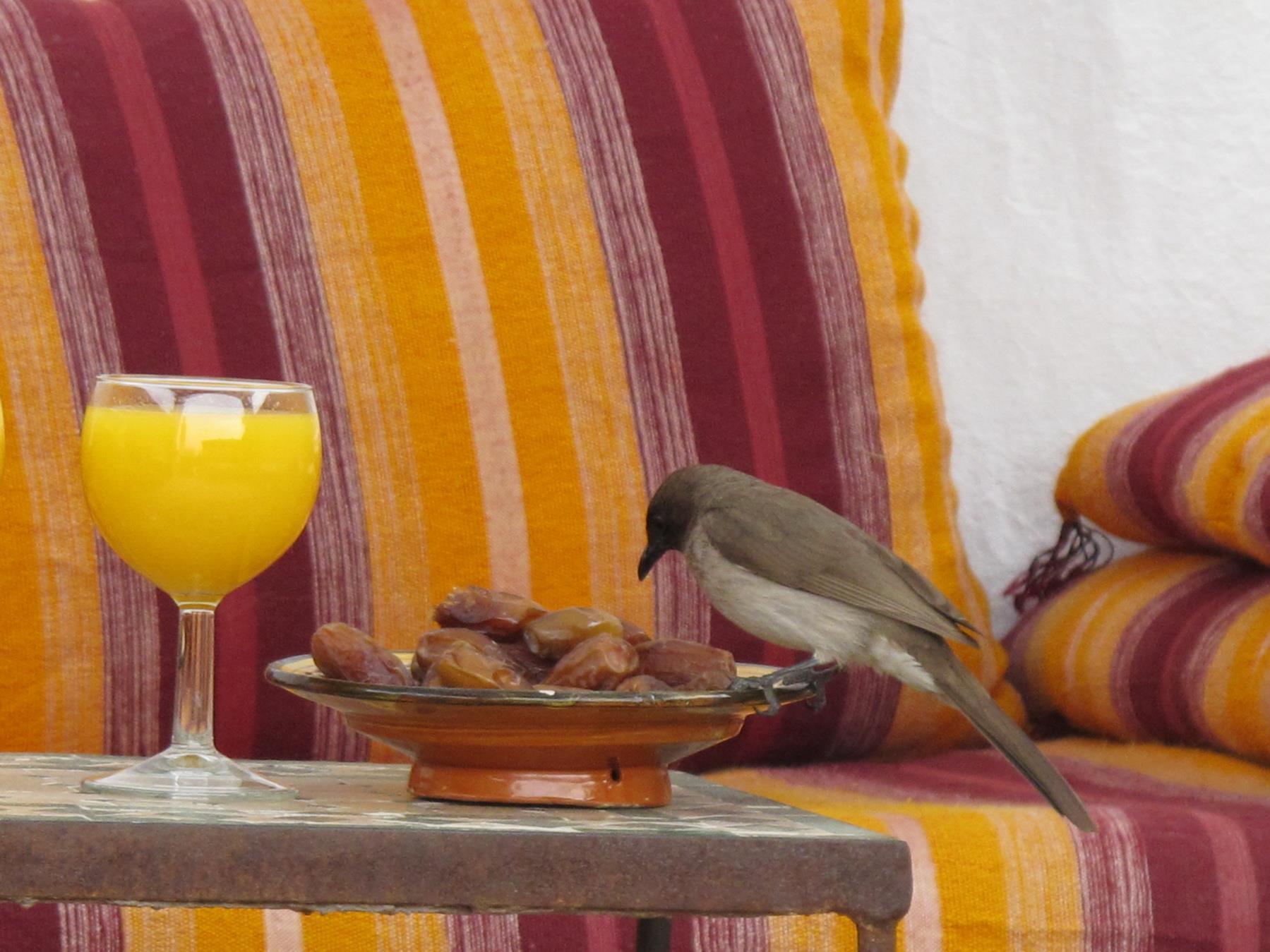 Riad Al Jana Marrakesh Eksteriør bilde